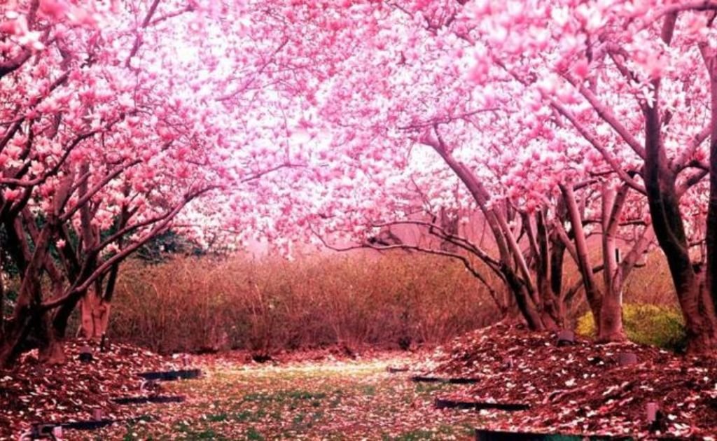 Short Quotes About Cherry Blossoms